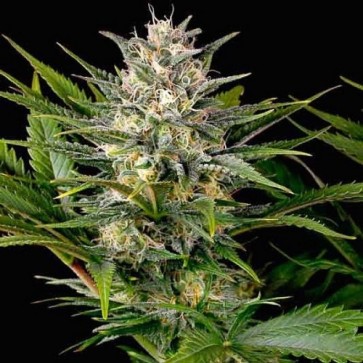 CBD Mango