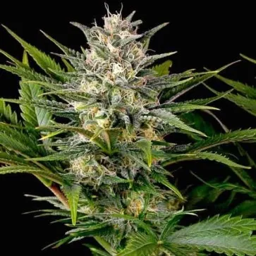 CBD Mango