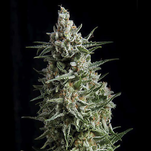 Auto Tutankhamon