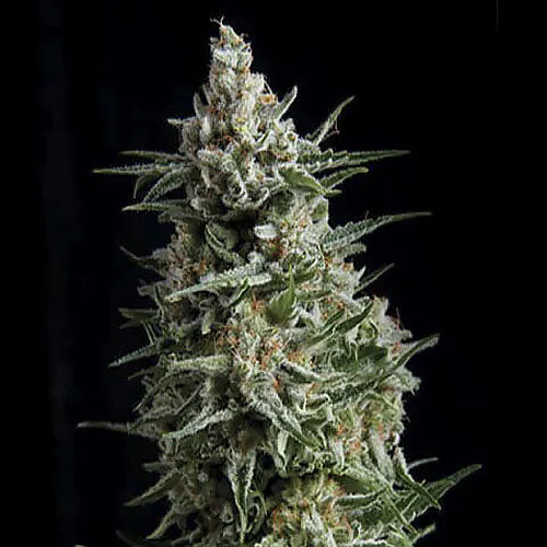 Auto Tutankhamon