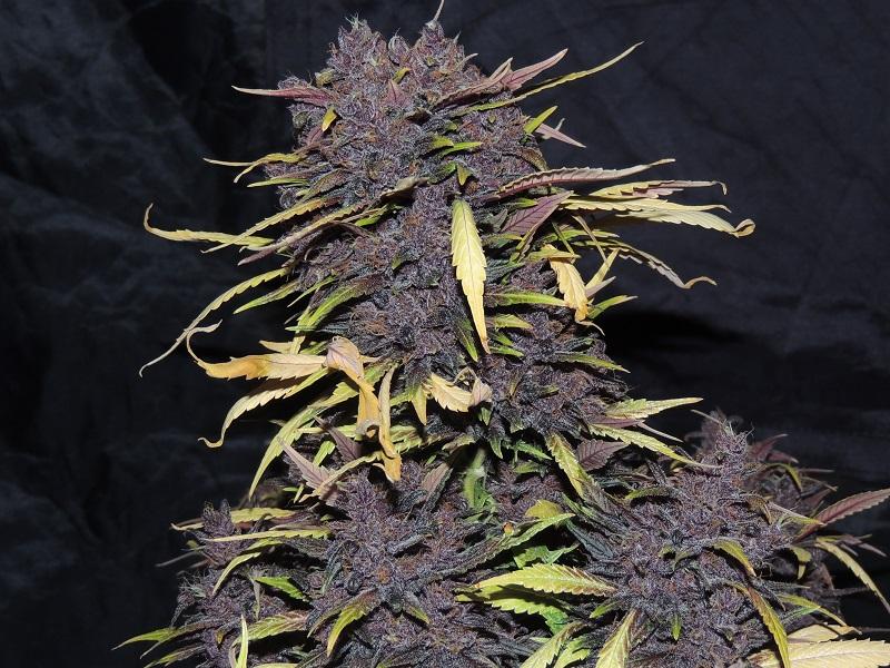 Auto Night Queen