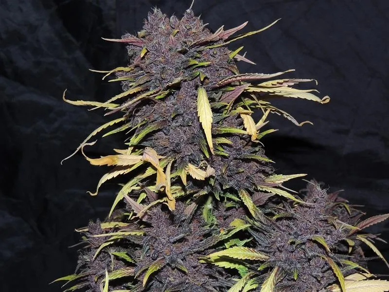 Auto Night Queen