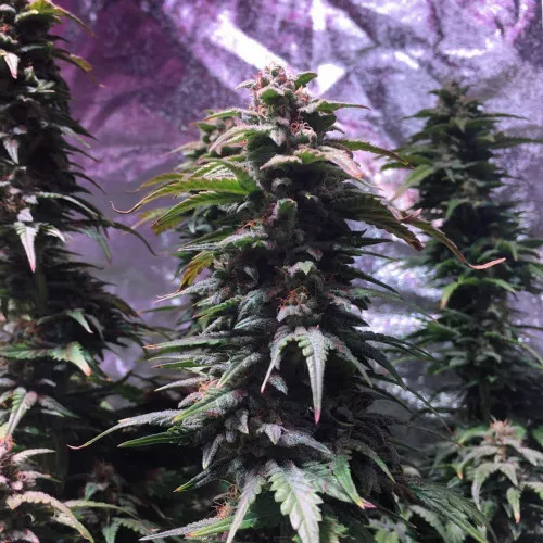 Auto Night Queen 2