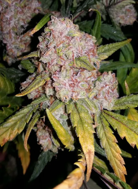 Sweet Cheese