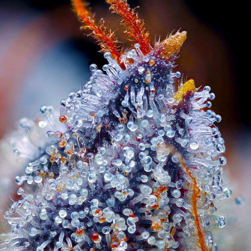 Auto Blue Cheese