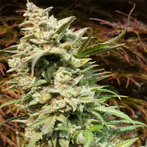 Auto Daiquiri