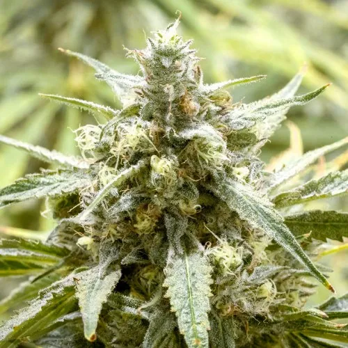 Auto Banana Kush