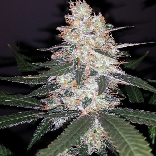 KALI MIST DIVINE SEEDS