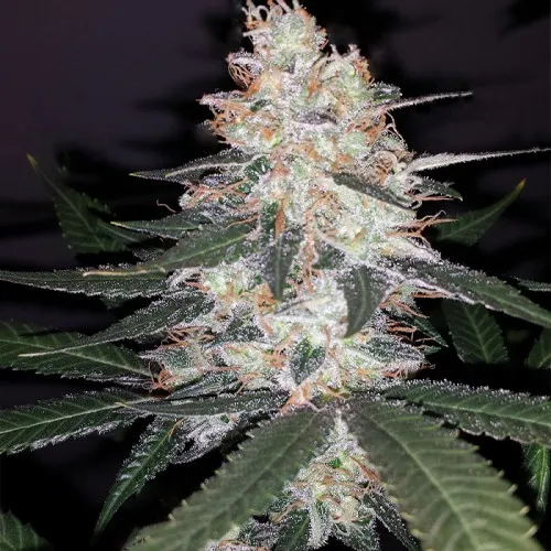 KALI MIST DIVINE SEEDS