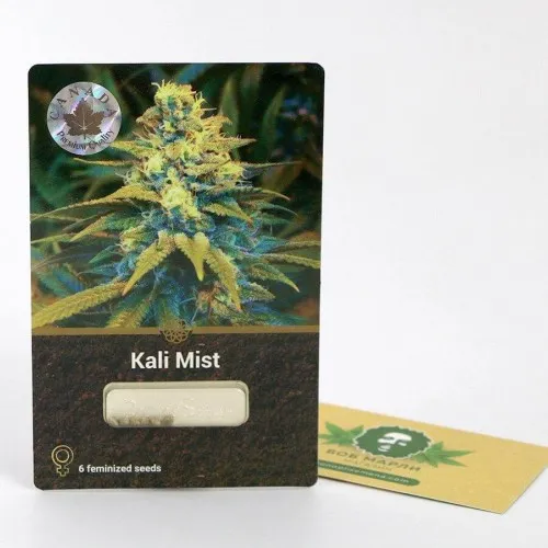 KALI MIST DIVINE SEEDS 2
