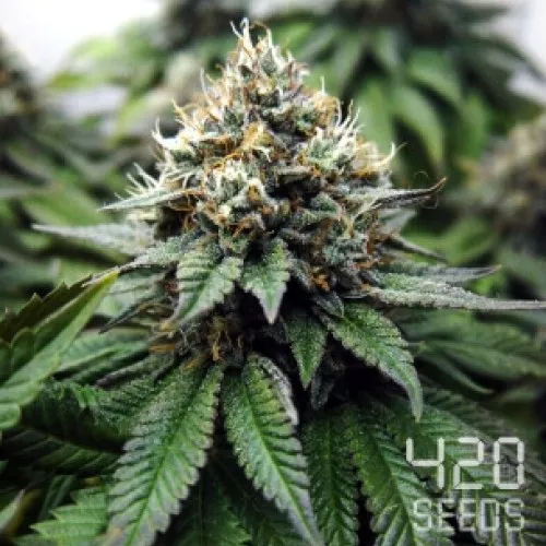 Auto Euphoria