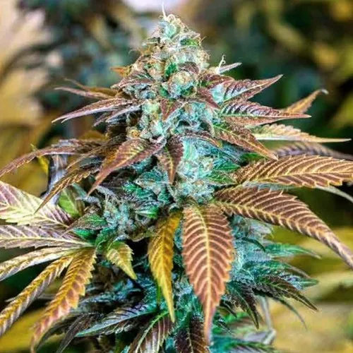 Auto Tangie