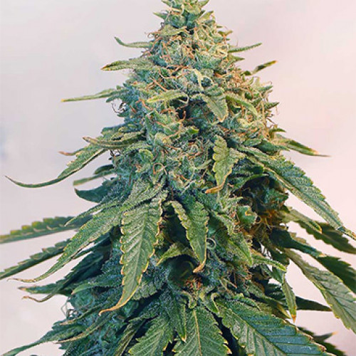 Auto Tangie