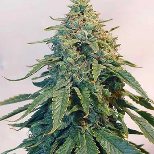 Auto Tangie 2