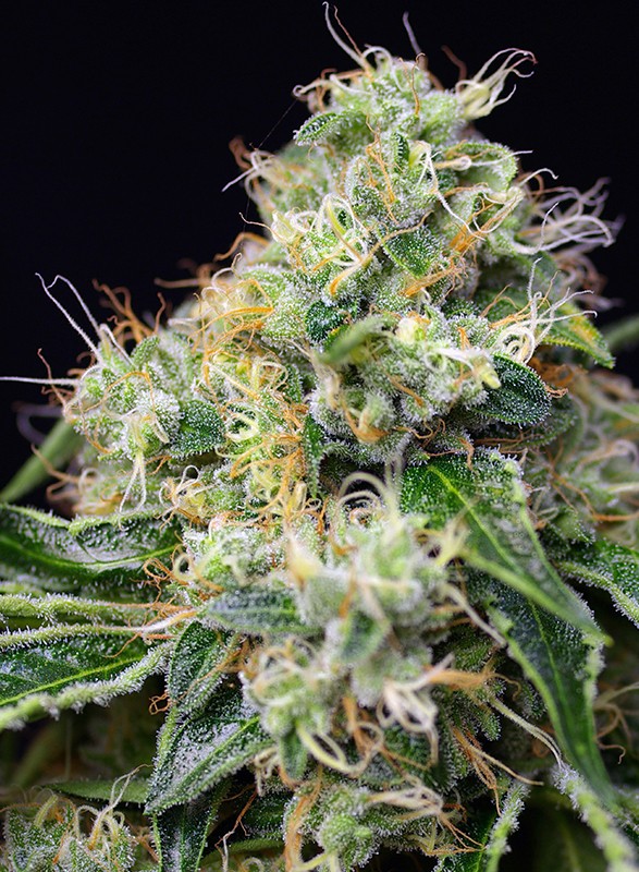 Killer Kush