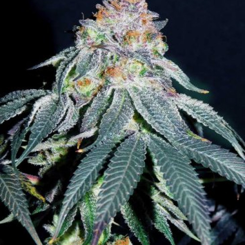 Auto Gorilla #5