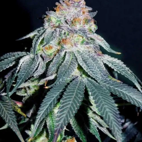 Auto Gorilla #5