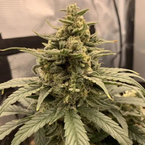 AK-47 XL 2