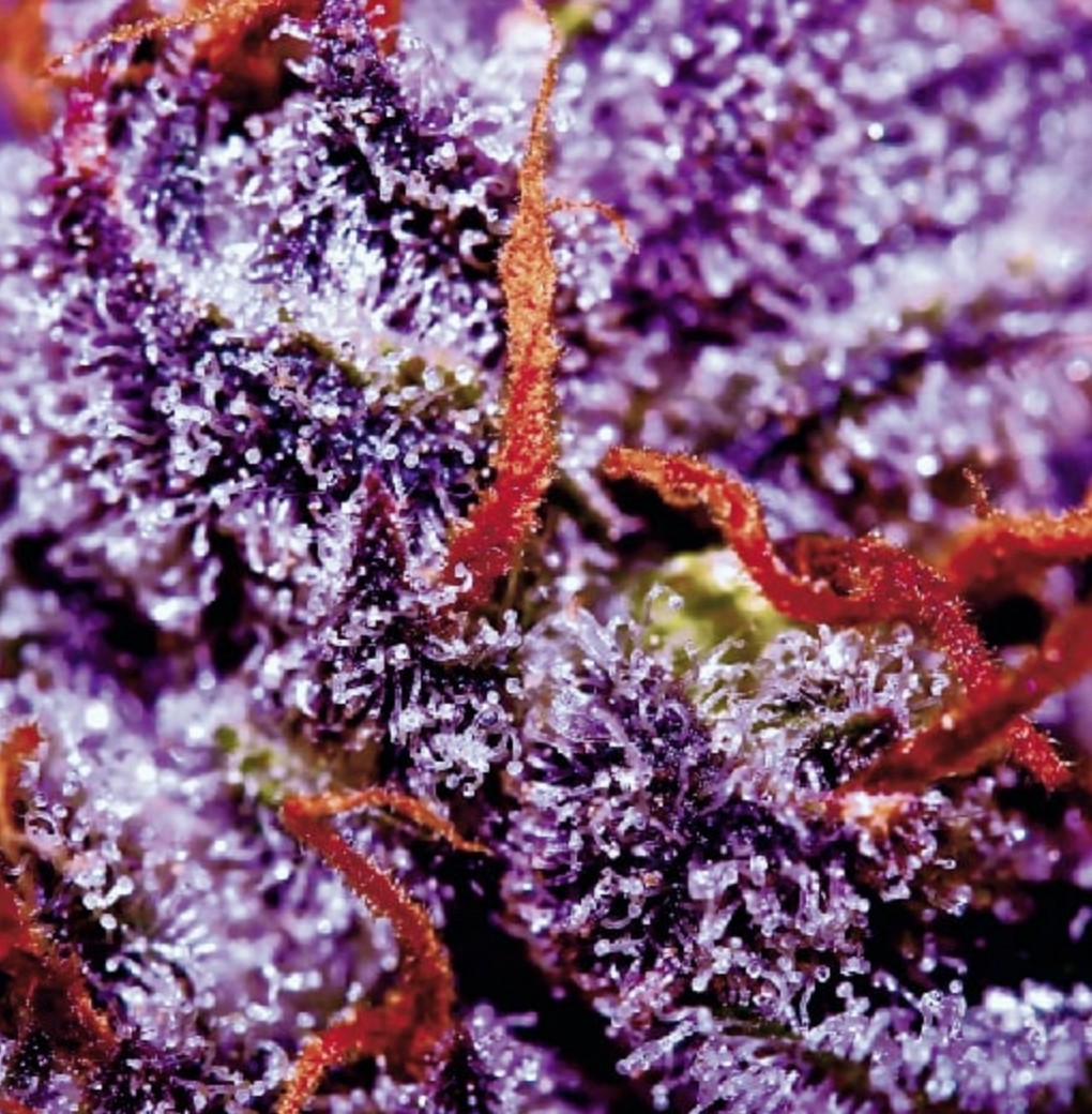 Auto Purple Opium
