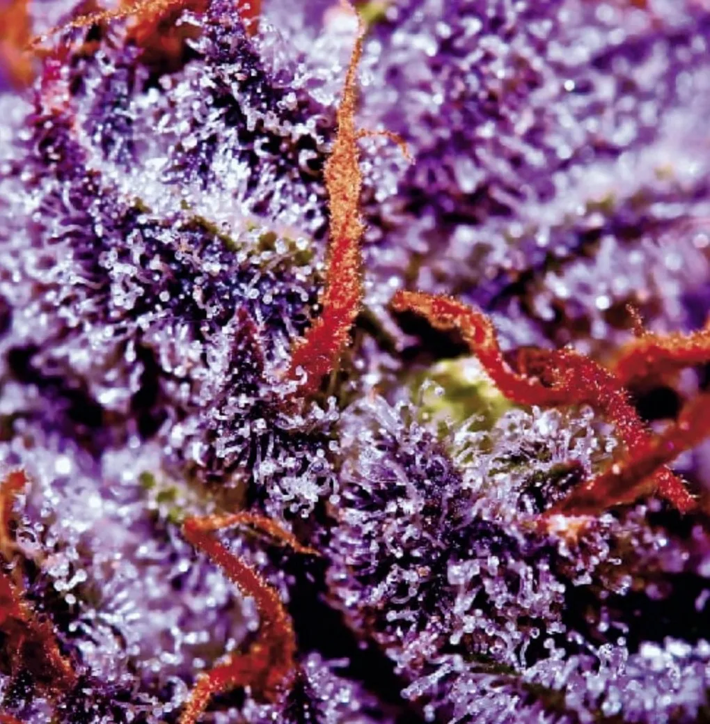 Auto Purple Opium