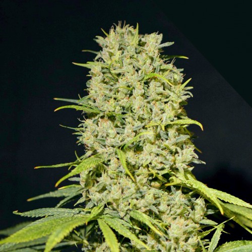 BUBBLE HAZE