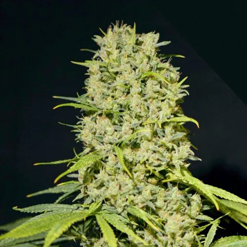 BUBBLE HAZE