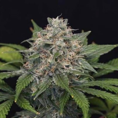 PINEAPPLE HAZE