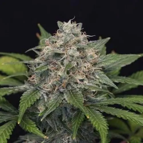 PINEAPPLE HAZE