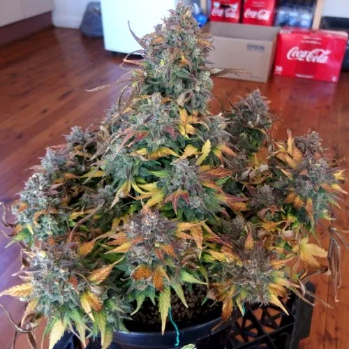 AUTO BIG DEVIL