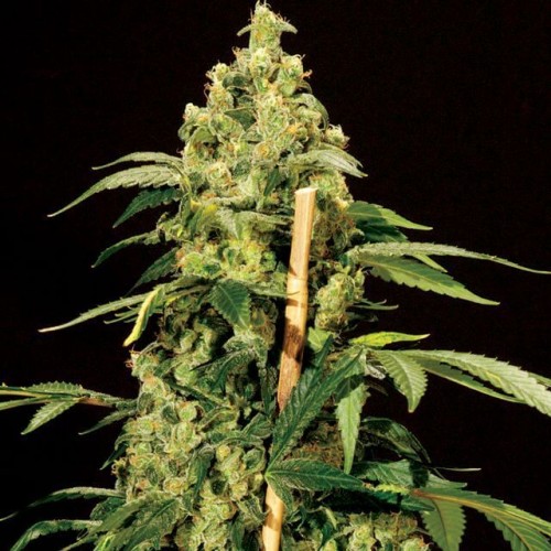 AUTO JACK HERER