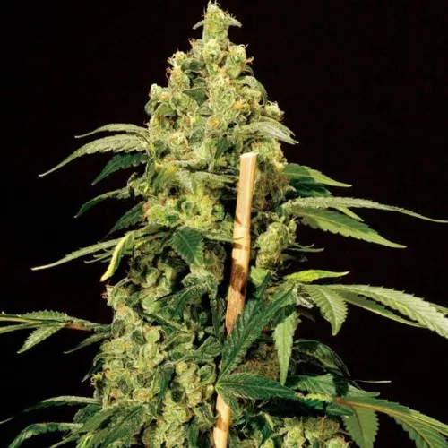 AUTO JACK HERER