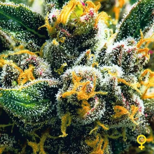 AUTO NORTHERN LIGHTS FEMINIZED