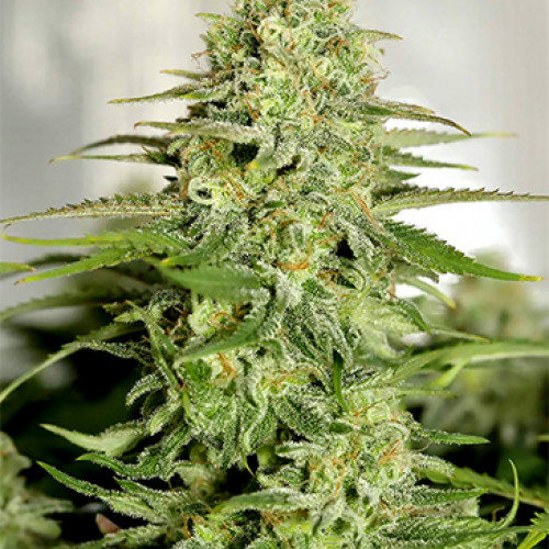 BRUCE BANNER FAST