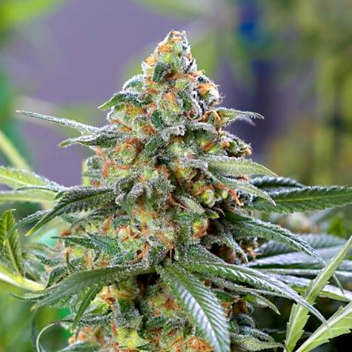 DIVINE OG KUSH
