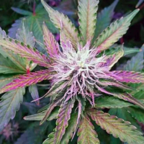 NORTHERN LIGHTS DIVINE SEEDS