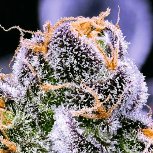 AUTO 77 DAYS