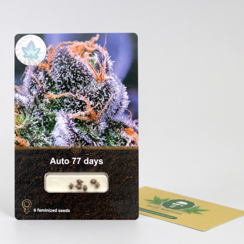AUTO 77 DAYS