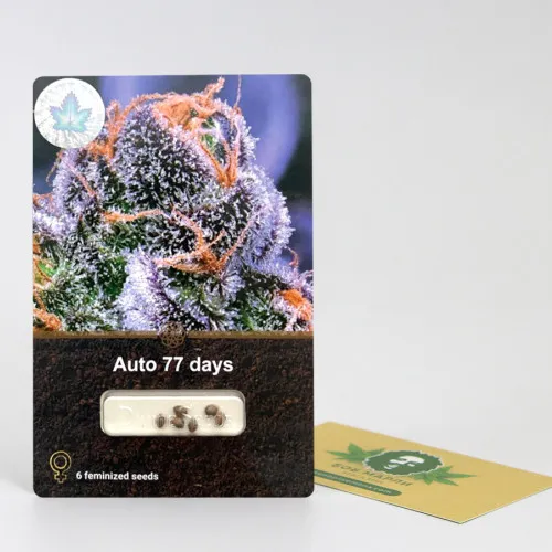 AUTO 77 DAYS 2