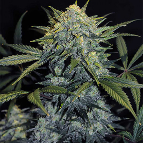 GORILLA #5