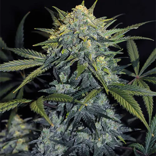 GORILLA #5