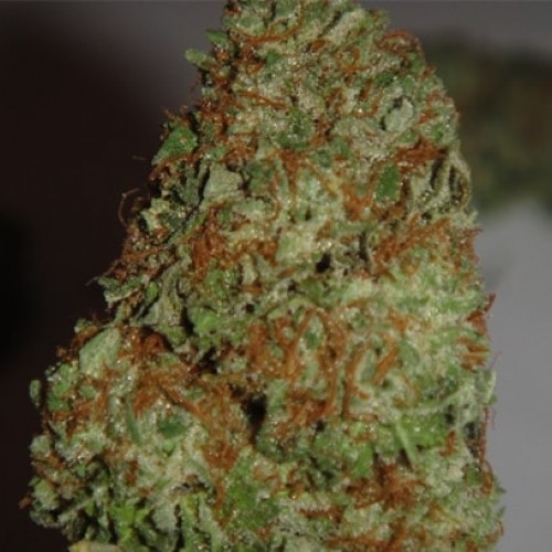 AUTO CRITICAL KUSH FEM
