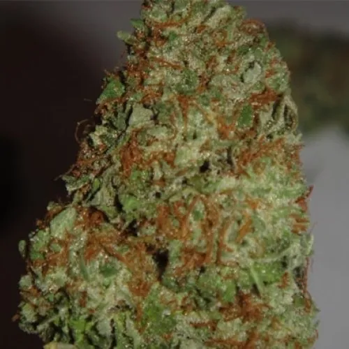 AUTO CRITICAL KUSH FEM