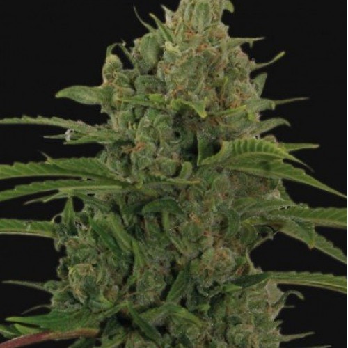 AUTO CRITICAL KUSH FEM