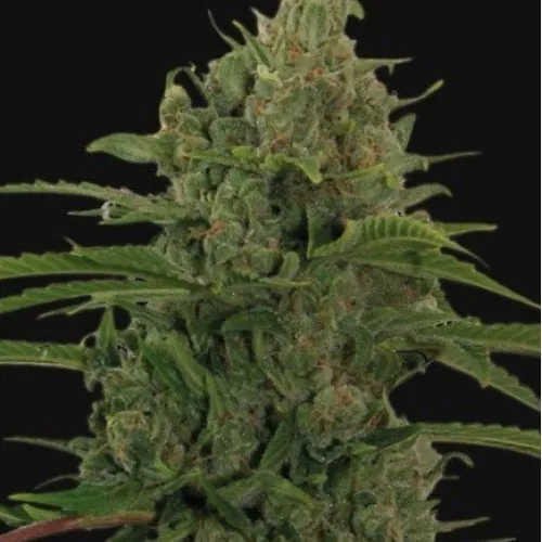 AUTO CRITICAL KUSH FEM 2