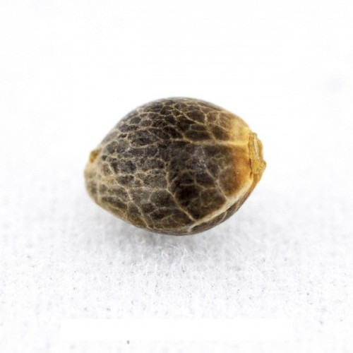 8 BALL KUSH FEMINISED