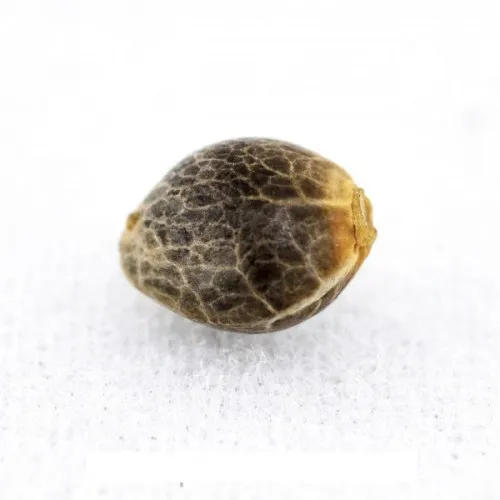 AUTO CRITICAL KUSH FEM 3