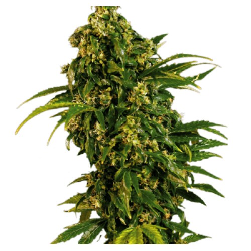 AUTO BLACK WIDOW FEMINISED