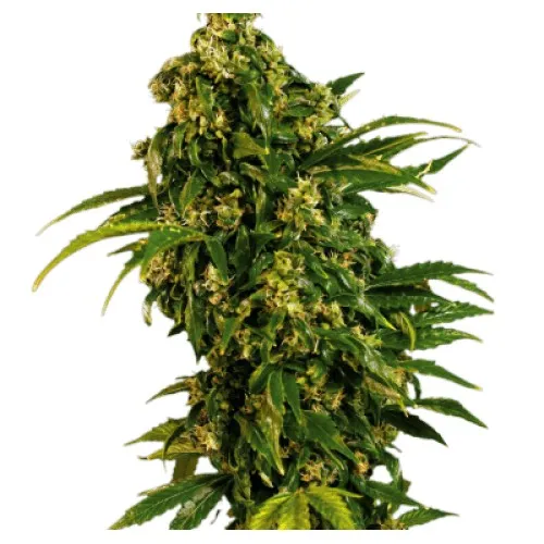 AUTO BLACK WIDOW FEMINISED