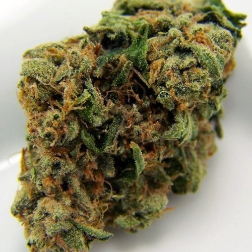 AUTO BLACK WIDOW FEMINISED