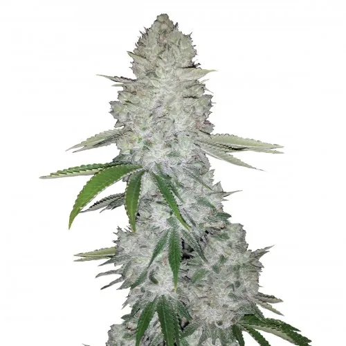AUTO GORILLA GLUE 